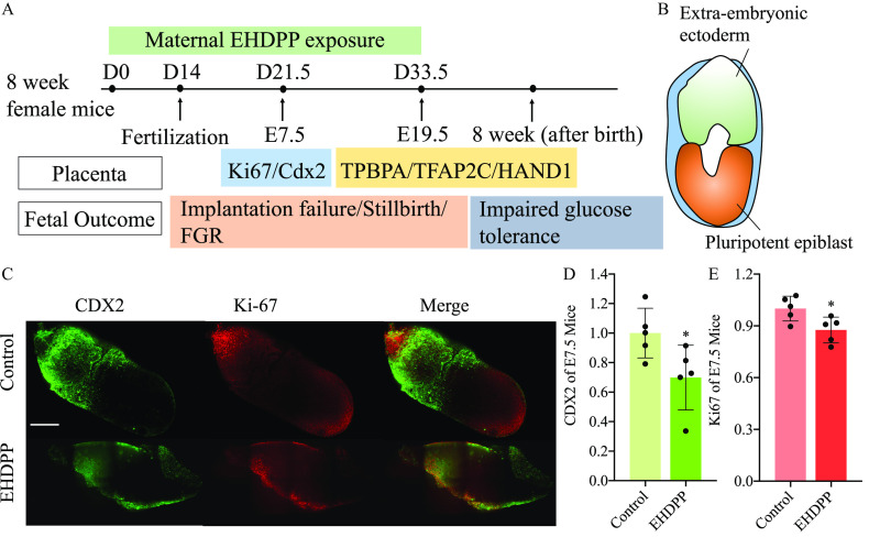 Figure 5A is a timeline titled Maternal 2-ethylhexyl-diphenyl phosphate exposure displays the following information: Day 0: 8 weeks female mice. Day 14: Fertilization. Day 21.5: Embryo 7.5 with Placenta, including Antigen K I-67 per Caudal-type homeobox 2. The Fetal outcomes include Implantation failure or Stillbirth or Fetal growth restriction. Day 33.5: Embryo 19.5 with Placenta, including trophoblast specific protein lowercase alpha or transcription factor activating protein 2 lowercase gamma or Heart and Neural Crest Derivatives Expressed 1. The fetal outcomes include Impaired glucose tolerance. Figure 5B is a schematic illustration of an embryo displaying Extra-embryonic ectoderm and Pluripotent epiblast. Figure 5C is a stained tissue having three columns, namely, Caudal-type homeobox 2, Antigen K I-67, and Merge, and two rows, namely, Control and 2-ethylhexyl-diphenyl phosphate. Figures 5D and 5E are bar graphs, plotting Caudal-type homeobox 2 of Embryo 7.5 mice, ranging from 0.0 to 1.4 in increments of 0.2 and Antigen K I-67, of Embryo 7.5 mice, ranging from 0.0 to 1.2 in increments of 0.3 (y-axis) across control and 2-ethylhexyl-diphenyl phosphate (x-axis). Figure 5F is a stained tissue having three columns, namely, Trophoblast specific protein lowercase alpha, 4′,6-diamidino-2-phenylindole, and Merge, and two rows, namely, control and 2-ethylhexyl-diphenyl phosphate. Figure 5G is a stained tissue having three columns, namely, transcription factor activating protein 2 lowercase gamma, 4′,6-diamidino-2-phenylindole, and Merge, and two rows, namely, control and 2-ethylhexyl-diphenyl phosphate. Figure 5H is a western blot displays 0, 0.4, 2, and 10 in 2-ethylhexyl-diphenyl phosphate (milligram per kilogram) as columns and phosphorylated-insulin growth factor 1 receptor, insulin growth factor 1 receptor, lowercase beta-actin, pyruvate dehydrogenase complex, lowercase beta actin, Cytochrome C, and lowercase beta actin as rows. Figure 5I is a set of two Gene Set Enrichment Analysis graphs titled Oxidative Phosphorylation and tricarboxylic acid Cycle and Respiratory Electron Transport, plotting Ranked list metric (Signal 2 Noise), ranging from negative 1 to 2 in unit increments and negative 2 to 1 in unit increments, and Enrichment Score, ranging from 0.00 to 0.40 in increments of 0.05 and negative 0.4 to 0.0 in increments of 0.1 (y-axis) across Rank in Ordered Dataset, ranging from 0 to 7000 in increments of 1000 (x-axis) for Enrichment profile, hits, and ranking metric scores, respectively. Figure 5J is a strip plot, plotting Embryo 19.5 fetal weight (gram), ranging from 0.0 to 0.8 in increments of 0.4 and 1.0 to 2.0 in increments of 0.2 (y-axis) across 2-ethylhexyl-diphenyl phosphate (milligram per kilogram), ranging from 0 to 0.4 in increments of 0.4, 0.4 to 2 in increments of 1.6, and 2 to 10 in increments of 8 (x-axis). Figure 5K is a line graph, plotting Blood glucose (millimole per liter), ranging from 0 to 20 in increments of 5 (y-axis) across minutes, ranging from 0 to 100 in increments of 20 (x-axis) for control, 0.4 milligram per kilogram, 2 milligrams per kilogram, and 10 milligrams per kilogram. Figures 5L and 5M are bar graphs, plotting Relative implanted embryonic number and Relative surviving embryonic number, ranging from 0.0 to 1.2 in increments of 0.3 (y-axis) across 2-ethylhexyl-diphenyl phosphate (milligram per kilogram), ranging from 0 to 0.4 in increments of 0.4, 0.4 to 2 in increments of 1.6, and 2 to 10 in increments of 8 (x-axis). Figure 5N is a set of two images. The first image depicts a healthy mice fetus under control. The second image depicts the resorption and stillborn mice under 10 milligrams per kilogram of 2-ethylhexyl-diphenyl phosphate.