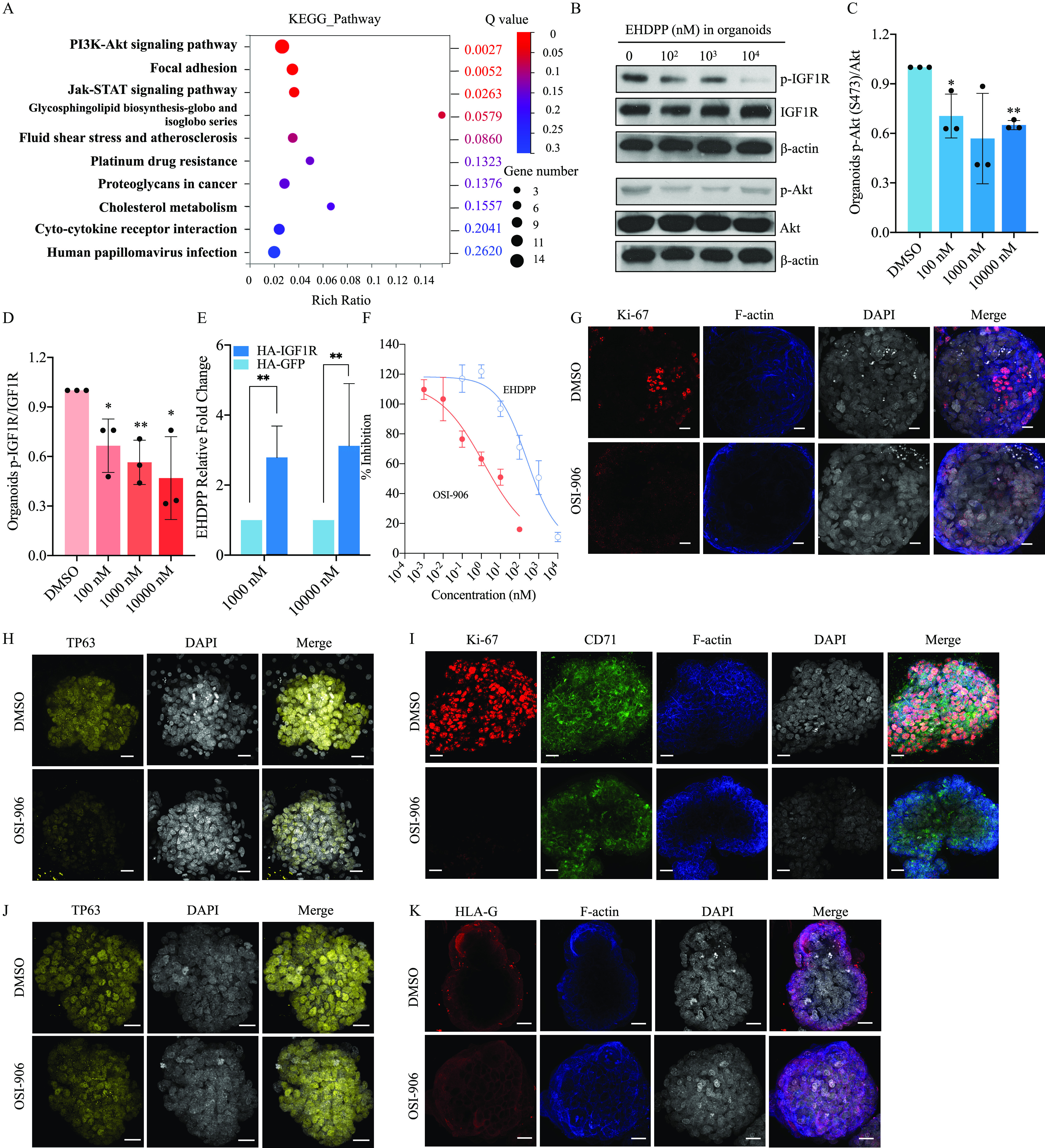 Figure 4A is a dot graph titled Kyoto Encyclopedia of Genes and Genomes Pathway, plotting Phosphatidylinositol 3-kinase - Protein kinase B signaling pathway, Focal adhesion, Janus Kinase and Signal Transducer and Activator of Transcription signaling pathway, Glycosphingolipid biosynthesis-globo and isoglobo series, Fluid shear stress and atherosclerosis, Platinum drug resistance, Proteoglycans in cancer, Cholesterol metabolism, Cyto-cytokine receptor interaction, and Human papillomavirus infection (left y-axis) and Uppercase q value, ranging as 0.2620, 0.2041, 0.1557, 0.1376, 0.0860, 0.0579, 0.0263, 0.0052, and 0.0027 (right y-axis) across Rich Ratio, ranging from 0 to 0.14 in increments of 0.02 (x-axis). A scale depicting uppercase q value is ranging from 0.3 to 0 in increments of 0.05. A scale depicting gene number is ranging from 14 to 11 in decrements of 3, 11 to 9 in decrements of 2, 9 to 3 in decrements of 3. Figure 4B is a western blot displays 0, 10 begin superscript 2 end superscript, 10 begin superscript 3 end superscript, and 10 begin superscript 4 end superscript in 2-ethylhexyl-diphenyl phosphate (nanomolar) in organoids as columns and phosphorylated-insulin growth factor 1 receptor, insulin growth factor 1 receptor, lowercase beta-actin, phosphorylated-Protein kinase B, Protein kinase B, and lowercase beta actin as rows. Figures 4C and 4D are bar graphs, plotting Organoids Phosphorylated-Protein kinase B (serine 473) per Protein kinase B and Organoids phosphorylated-insulin growth factor 1 receptor per insulin growth factor 1 receptor, ranging from 0.0 to 1.2 in increments of 0.3 (y-axis) across dimethyl sulfoxide, 100 nanomolar, 1000 nanomolar, and 10000 nanomolar (x-axis). Figure 4E is a bar graph, plotting 2-ethylhexyl-diphenyl phosphate relative fold change, ranging from 0 to 6 in increments of 2 (y-axis) across 1000 nanomolar and 10000 nanomolar (x-axis) for Human-insulin growth factor 1 receptor and human-green fluorescent protein. Figure 4F is a line graph, plotting percentage inhibition, ranging from 0 to 140 in increments of 20 (y-axis) across concentration (nanomolar), ranging as 10 begin superscript negative 4 end superscript, 10 begin superscript negative 3 end superscript, 10 begin superscript negative 2 end superscript, 10 begin superscript negative 1 end superscript, 10 begin superscript 0 end superscript, 10 begin superscript 1 end superscript, 10 begin superscript 2 end superscript, 10 begin superscript 3 end superscript, and 10 begin superscript 4 end superscript (x-axis) for 2-ethylhexyl-diphenyl phosphate and linsitinib. Figure 4G is a stained tissue having four columns, namely, Antigen K I-67, F-actin, 4′,6-diamidino-2-phenylindole, and Merge, and two rows, namely, dimethyl sulfoxide and linsitinib. Figures 4H and 4J are stained tissues having three columns, namely, tumor protein 63, 4′,6-diamidino-2-phenylindole, and Merge, and two rows, namely, dimethyl sulfoxide and linsitinib. Figure 4I is a stained tissue having five columns, namely, Antigen K I-67, transferrin receptor, F-actin, 4′,6-diamidino-2-phenylindole, and Merge, and two rows, namely, dimethyl sulfoxide and linsitinib. Figure 4K is a stained tissue having four columns, namely, human leukocyte antigen protein-G, F-actin, 4′,6-diamidino-2-phenylindole, and Merge, and two rows, namely, dimethyl sulfoxide and linsitinib.