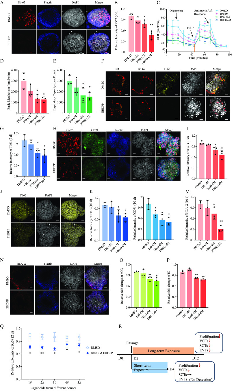 Figure 3A is a stained tissue with four columns, namely, Antigen K I-67, F-actin, 4′,6-diamidino-2-phenylindole, and Merge, and two rows, namely, dimethyl sulfoxide and 2-Ethylhexyl di-Ph phosphate. Figures 3B, 3D, 3E, 3G, 3I, 3K, 3L, 3M, 3O, and 3P are bar graphs, plotting Relative Intensity of Antigen K I-67 (2 days), ranging from 0.0 to 1.2 in increments of 0.3; Basic Metabolism (picomole per minute), ranging from 0 to 4000 in increments of 1000; Respiratory Capacity (picomole per minute), ranging from 0 to 4000 in increments of 1000; Relative Intensity of Antigen K I-67 (10 days), ranging from 0.0 to 1.2 in increments of 0.3; Relative Intensity of tumor protein 63 (10 days), ranging from 0.0 to 1.2 in increments of 0.3; Relative Intensity of transferrin receptor (10 days), ranging from 0.0 to 1.2 in increments of 0.3; Relative Intensity of human leukocyte antigen protein-G (10 days), ranging from 0.0 to 1.2 in increments of 0.3; Relative fold change of human chorionic gonadotropin, ranging from 0.0 to 1.2 in increments of 0.3; and Relative fold change of estradiol, ranging from 0.0 to 1.2 in increments of 0.3 (y-axis) across dimethyl sulfoxide, 100 nanomolar, 1000 nanomolar, and 10000 nanomolar (x-axis). Figure 3C is a line graph, plotting Oxygen consumption rate (picomole per minute), ranging from 0 to 40 in increments of 30 and 200 to 1000 in increments of 200 (y-axis) across Time (minutes), ranging from 0 to 100 in increments of 20 (x-axis) for dimethyl sulfoxide, 100 nanomolar, 1000 nanomolar, and 10000 nanomolar. Figure 3F is a stained tissue having five columns, namely, 3 D, Antigen K I-67, tumor protein 63, 4′,6-diamidino-2-phenylindole, and Merge, and two rows, namely, dimethyl sulfoxide and 2-ethylhexyl-diphenyl phosphate. Figure 3H is a stained tissue having five columns, namely, Antigen K I-67, transferrin receptor, F-actin, 4′,6-diamidino-2-phenylindole, and Merge, and two rows, namely, dimethyl sulfoxide and 2-ethylhexyl-diphenyl phosphate. Figure 3J is a stained tissue having three columns, namely, tumor protein 63, 4′,6-diamidino-2-phenylindole, and Merge, and two rows, namely, dimethyl sulfoxide and 2-ethylhexyl-diphenyl phosphate. Figure 3N is a stained tissue having five columns, namely, human leukocyte antigen protein-G, F-actin, 4′,6-diamidino-2-phenylindole, and Merge, and two rows, namely, dimethyl sulfoxide and 2-ethylhexyl-diphenyl phosphate. Figure 3Q is an error bar graphs, plotting Relative Intensity of Antigen K I-67 (2 days), ranging from 0.0 to 1.2 in increments of 0.3 (y-axis) across Organoids from different donors, ranging from number 1 to number 5 in unit increments (x-axis) for dimethyl sulfoxide and 1000 nanomolar 2-ethylhexyl-diphenyl phosphate. Figure 3R is a timeline displaying the following information: Between day 0 to day 12, the Passage had long-term exposure of proliferation, including villous cytotrophoblasts, syncytiotrophoblast, and extravillous trophoblast cell. Between Day 0 to Day 4, the passage had short- term exposure of proliferation, including villous cytotrophoblasts, syncytiotrophoblast, and extravillous trophoblast cell (no detection).