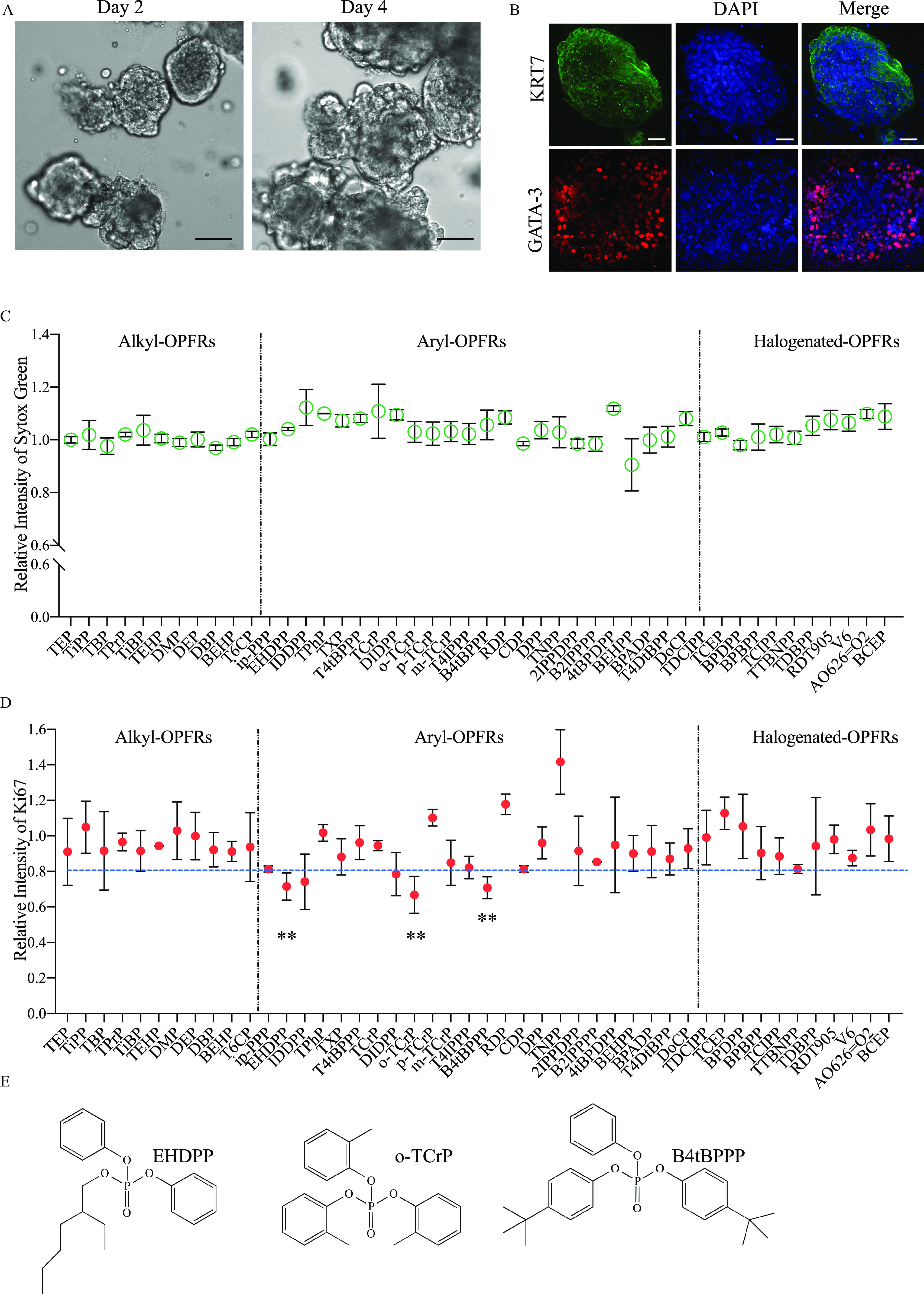 Figure 2A is a set of two Trophoblast organoid-based screenings depicting organophosphate flame retardants in mice on Day 2 and 4, respectively. Figure 2B is a stained tissue having three columns, namely, keratin 7, 4′,6-diamidino-2-phenylindole, and Merge, and two rows, namely, keratin 7 and G A T A-binding protein 3. Figure 2C is an error bar graph, plotting Relative Intensity of Sytox Green, ranging from 0.0 to 0.6 in increments of 0.5 and 0.6 to 1.4 in increments of 0.2 (y-axis) across T E P, Ti P P, T B P, T P r P, Ti B P, T E H P, D M P, D E P, D B P, B E H P, T 6 C P, ip-P P P, E H D P P, I D D P P, T Ph P, T X P, T 4 t B P P P, T Cr P, D I D P P, o-T Cr P, p-T Cr P, m-T Cr P, T 4 I P P P, B 4 t B P P P, R D P, C D P, D P P, T N P P, 2 I P P D P P, B 2 I P P P P, 4 t B P D P P, B E H P P, B P A D P, T 4 Dt B P P, Do C P, T D C I P P, T C E P, B P D P P, B P B P P, T C I P P, T T B N P P, T D B P P, R D T 905, V 6, A O 626 equals O 2, and B C E (x-axis) for Alkyl- organophosphate flame retardants, Aryl- organophosphate flame retardants, and Halogenated- organophosphate flame retardants. Figure 2D is an error bar graph, plotting Relative Intensity of Antigen K I-67, ranging from 0.0 to 1.6 in increments of 0.2 (y-axis) across T E P, Ti P P, T B P, T P r P, Ti B P, T E H P, D M P, D E P, D B P, B E H P, T 6 C P, ip-P P P, E H D P P, I D D P P, T Ph P, T X P, T 4 t B P P P, T Cr P, D I D P P, o-T Cr P, p-T Cr P, m-T Cr P, T 4 I P P P, B 4 t B P P P, R D P, C D P, D P P, T N P P, 2 I P P D P P, B 2 I P P P P, 4 t B P D P P, B E H P P, B P A D P, T 4 Dt B P P, Do C P, T D C I P P, T C E P, B P D P P, B P B P P, T C I P P, T T B N P P, T D B P P, R D T 905, V 6, A O 626 equals O 2, and B C E (x-axis) for Alkyl- organophosphate flame retardants, Aryl- organophosphate flame retardants, and Halogenated- organophosphate flame retardants. Figure 2E is a set of three chemical structures, including 2-Ethylhexyl di-Ph phosphate, o-T Cr P, and Bis(4-tert-butylphenyl) phenyl phosphate.