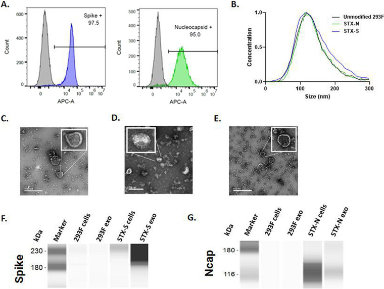 FIG 1