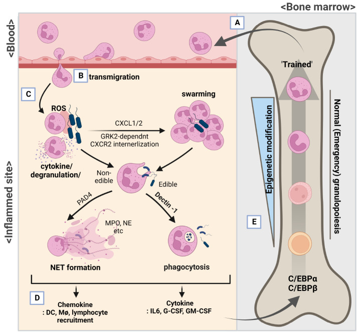 Emerging Roles Of Neutrophils In Immune Homeostasis Pmc