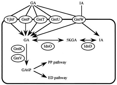 FIG. 1.