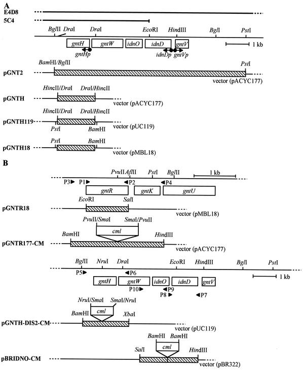 FIG. 2.