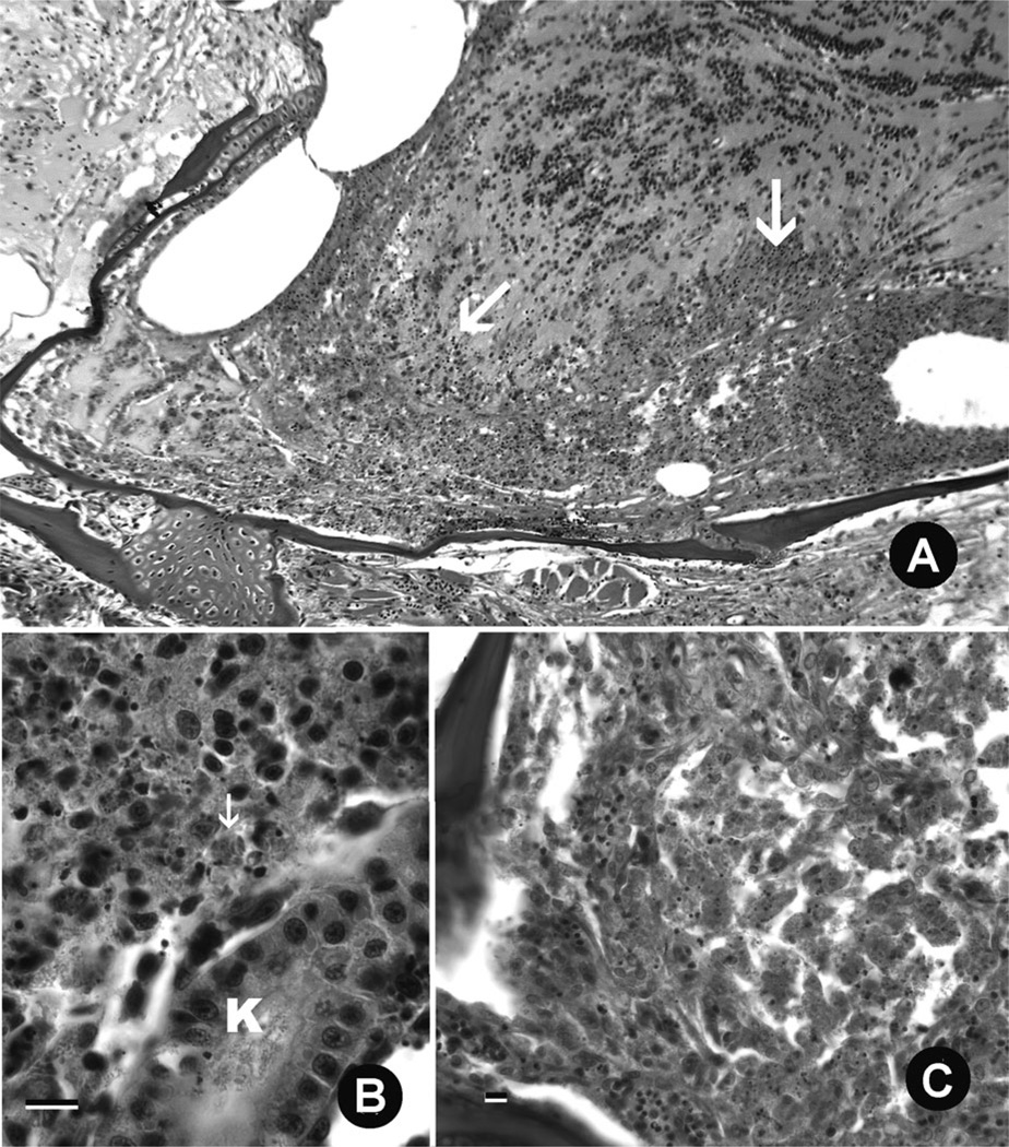 FIGURE 3