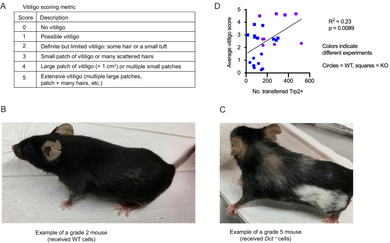 Figure 6—figure supplement 1.