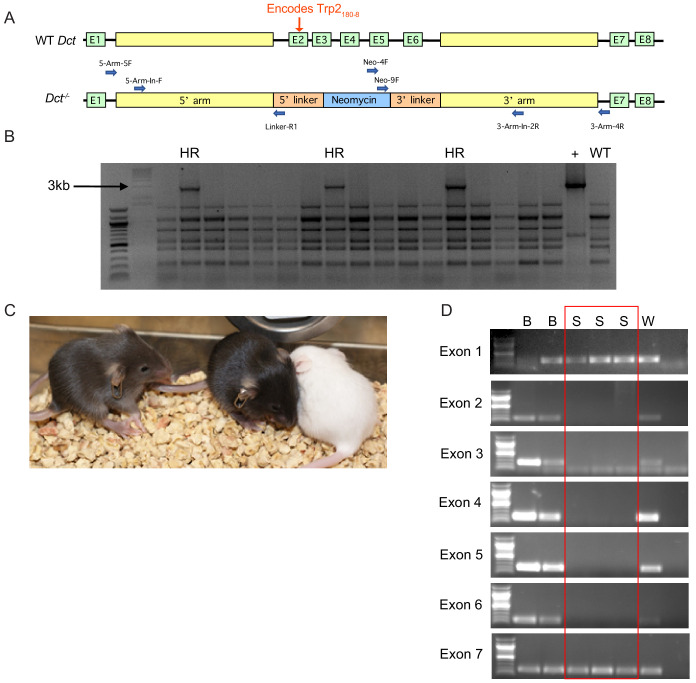 Figure 1—figure supplement 1.