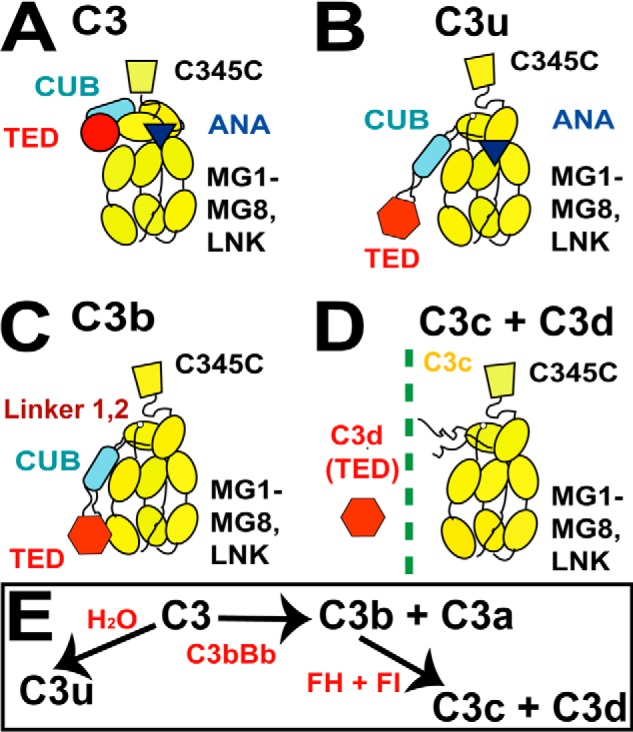 FIGURE 1.