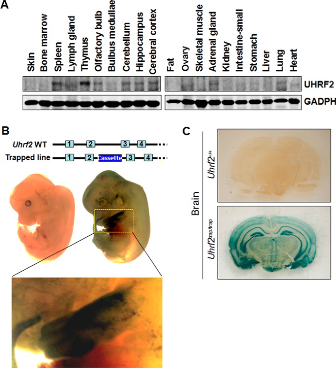 FIGURE 1.