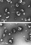 FIG. 2.