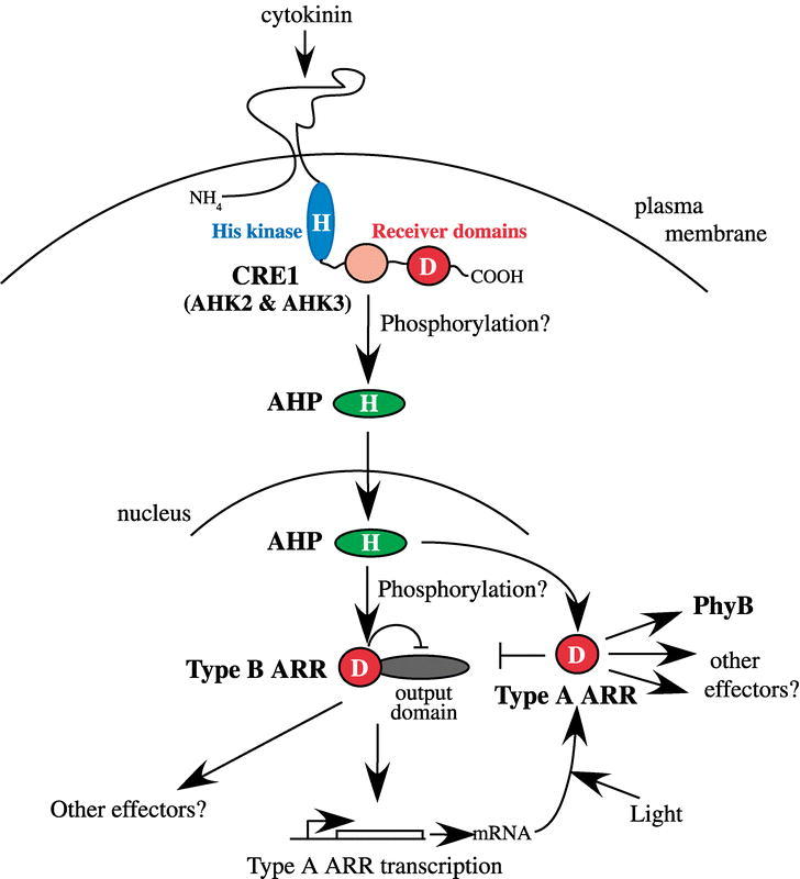 Figure 7.