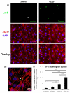 Fig.11