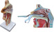 graphic file with name AMS2-10-e883-g001.jpg