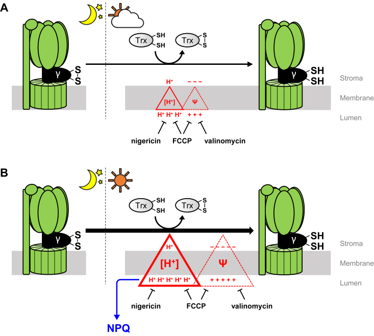 Figure 5