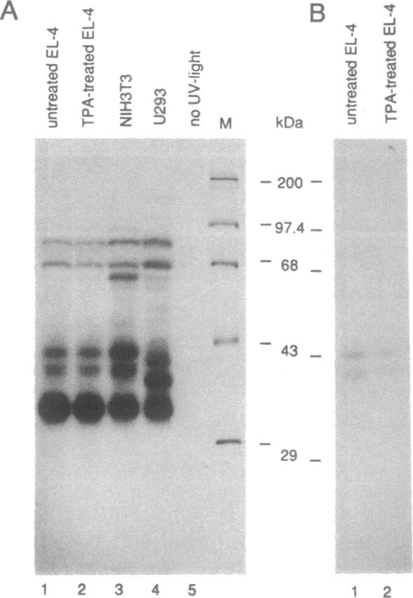 graphic file with name pnas01095-0040-a.jpg