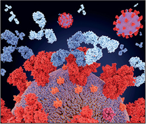 Illustration of two different therapeutic monoclonal antibodies (y-shaped) binding to different antigenic sites on a SARS-CoV-2 virus spike protein (red). SARS-CoV-2 causes the respiratory disease Covid-19. Antibodies are proteins of the immune system that bind to specific antigens, such as a viral protein, and either mark the pathogen for destruction by other immune cells, or destroy it themselves. Cocktails of antibodies have been shown to be effective against SARS-CoV-2 variants that are able to evade the immune response.