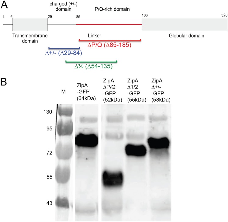 FIG 3