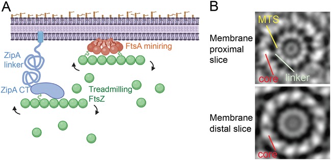 FIG 1