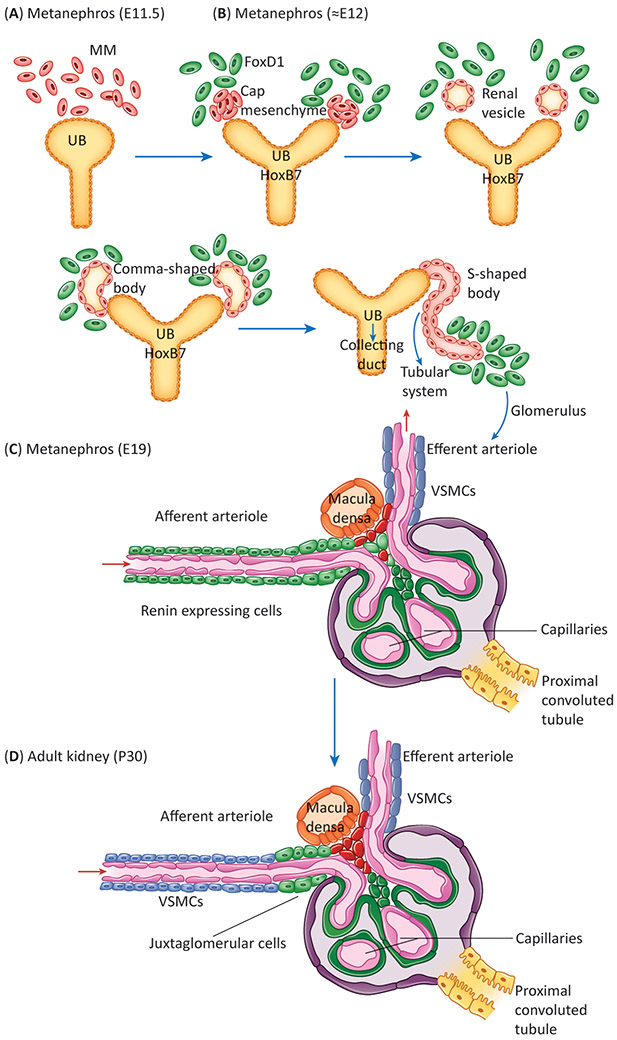 Figure 2: