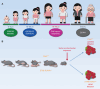 Figure 2. Relationship between genetic predispositions, leukemia age of onset, and secondary mutations in humans and animal models. A, Age of presentation of MDS/ AML provides clues to the underlying genetic etiology. Schematic depicting different genetic conditions predisposing to pedi­atric or adult MDS/AML and the range of ages at which they manifest. Abbreviations: FA, Fanconi anemia; SCN, severe congenital neutropenia; SDS, Shwachman–Diamond syndrome. B, Secondary acquired mutations in mouse models of B-ALL mirror those seen in human B-ALL blasts. In humans, each genetic predisposition progresses to full-blown cancer through the acquisition of specific secondary somatic mutations with common patterns often linking the initiating germline or postzygotic event and subsequent second hits. In the context of B-ALL, a proportion of mice heterozygous for Pax5 loss or expressing ETV6-RUNX1 in hematopoietic progenitors will develop leukemia when exposed to the same environmental stress. Notably, leukemic blasts acquire different patterns of mutations affecting distinct biological pathways [e.g., mutations affecting the Jak/Stat pathway in Pax5+/− mice and mutations affecting the histone lysine demethylase (KDM) genes in mice expressing an ETV6-RUNX1 transgene]. The cartoons in the figure were created with BioRender.com (https://biorender.com) with content from Article 65272937 from stock.adobe.com.