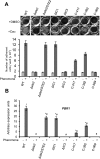 FIGURE 4: