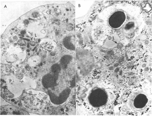 Fig. 12.