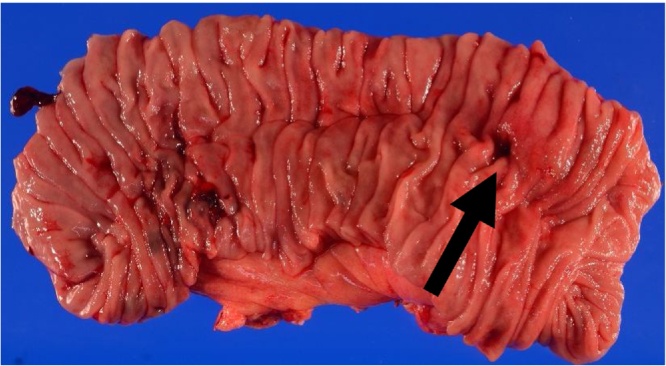 Fig. 2