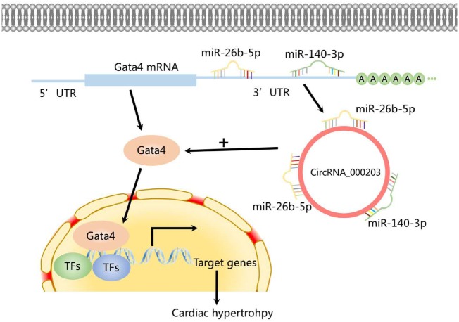 Graphical Abstract