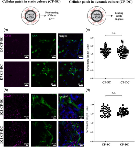 Immunostaining characterization of a cellular patch in static culture (CP-SC) or dynamic culture (CP-DC) on day 7 or day 21 (All scale bars indicate 20 μm). The Connexin 43 (CX43), the sarcomeric alpha-actinin (SAA), and combined CX43 and SAA staining of CP-SC and CP-DC (a) on day 7 and (b) on day 21. Cell nuclei are stained with DAPI. Sarcomere length quantification in μm for (c) day 7 and (d) day 21. (n.s.: not significant) (Student's t-test) (n ≥ 3).