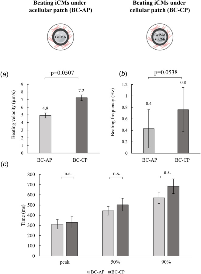 Evaluation of the effect of the iCMs encapsulated in the patch on the 2D beating iCM layer on day 7. (a) Beating velocity of beating iCMs under the acellular patch (BC-AP) and the cellular patch (BC-CP). (The error bars represent standard deviation) (b)Beatingfrequency of BC-AP and BC-CP (The error bars represent standard deviation). Calculated time to peak intensity, 50% decay time from peak, and 90% decay time frompeak of (c) BC-AP, and BC-CP (The error bars represent 95% confidence levels) (n = 3).