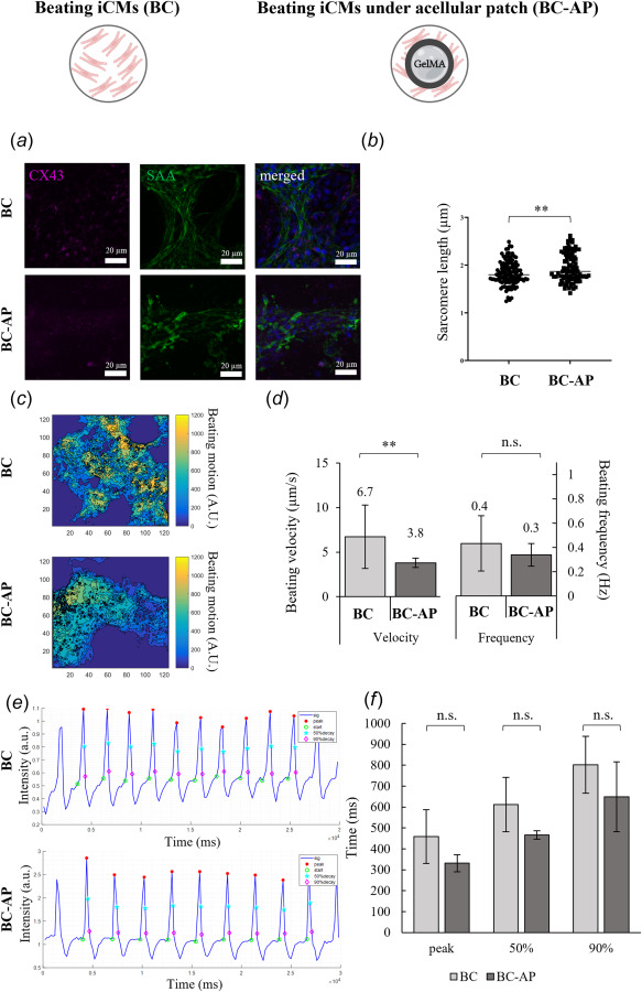 Evaluation of the effect of the patch on the 2D iCM layer using cardiac protein expressions, beating characterization, and Ca2+ handling properties. Immunostaining characterization of patch-free beating iCMs (BC) or beating iCMs under an acellular patch (BC-AP) on day 7 (All scale bars indicate 20 μm). (a) The Connexin 43 (CX43) staining of BC and BC-AP, the sarcomeric alpha-actinin (SAA) staining of BC and BC-AP, cell nuclei are stained with DAPI, combined CX43 and SAA staining of BC and BC-AP. (b) Sarcomere length quantification in μm. Each point represents a sarcomere. At least 10 sarcomeres per sample are quantified, n = 3. (The error bars represent standard deviation, ** represents p < 0.01). (c) The heat maps showing the beating velocity magnitude (A.U.) and distribution of BC, and BC-AP. (d) Average beating velocity and frequency of BC and BC-AP. (The error bars represent standard deviation, **represents p < 0.01, and n.s.: not significant). (e) Ca2+ transient profile extracted from time-lapse recordings of BC, and BC-AP. (f)Calculated time to peak intensity, 50% decay time from peak, and 90% decay time from peak of BC, and BC-AP (The error bars represent 95% confidence levels).