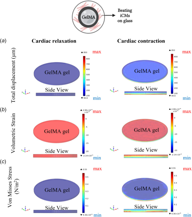 Numerical analysis results for the GelMA gel placed on the beating iCMs relaxation (left) and contraction (right): (a) The total displacement, (b) volumetric strain, and (c) von Misses stress