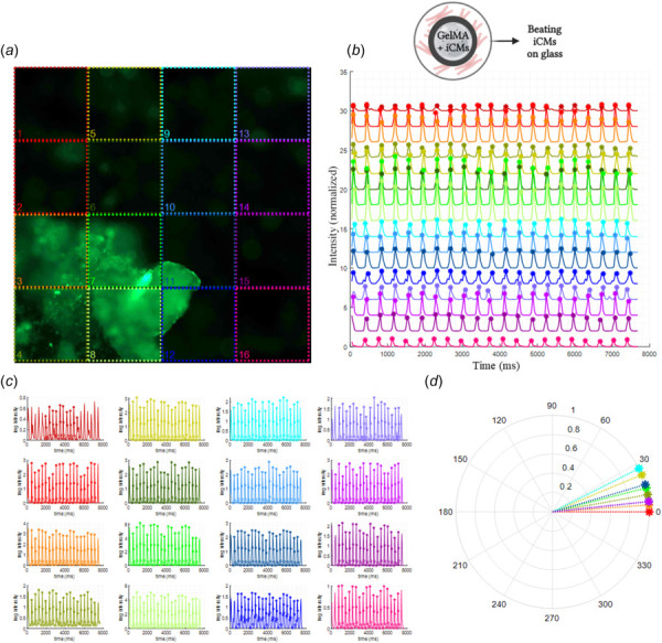 Synchronization analysis on day 7. (a) A representative snapshot from calcium flux time-lapse recording (the image was divided into 16 groups and each group was represented with a different color), (b) Ca2+ transient profile of each designated group as extracted from these time-lapse recordings, (c) Ca2+ transient profile of each group separately indicating the beating frequencies, (d) Polar histogram of the phase difference shown in (c).