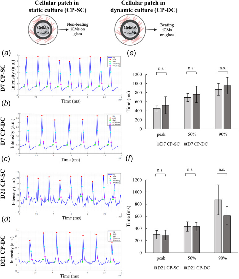 Characterization of the spontaneous Ca2+ transient properties of iCMs when encapsulated in CP-SC or CP-DC on day 7 and day 21. Beating profile extracted from time-lapse recordings of (a) cellular patch in static culture (CP-SC) on day 7, (b) cellular patch in dynamic culture (CP-DC) on day 7, (c) CP-SC on day 21, (d) CP-DC on day 21. Calculated time to peak intensity, 50% decay time from peak, and 90% decay time from peak of (e) CP-SC and CP-DC on day 7, (f) CP-SC and CP-DC on day 21. The error bars represent 95% confidence levels. (n = 3).