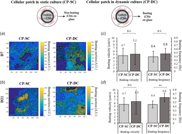 The heat maps showing the beating velocity magnitude (A.U.) and distribution of encapsulated iCMs. Beating characteristics of encapsulated iCMs in static culture (CP-SC) and dynamic culture (CP-DC) (a) on day 7 and (b) on day 21. Averagebeating velocity and frequency of encapsulated iCMs in CP-SC and CP-DC (c) on day 7 and (d) on day 21. (** represents p < 0.01; n.s.: not significant) (Student's t-test) (n ≥ 3). (The error bars represent standard deviation).