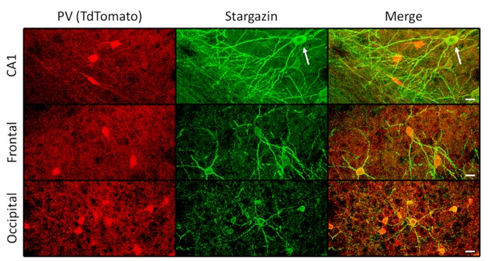 FIGURE 3