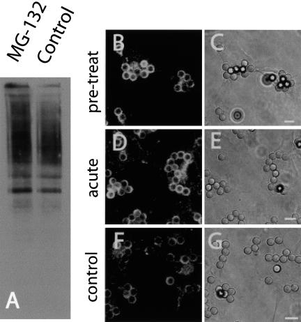 Figure 11.