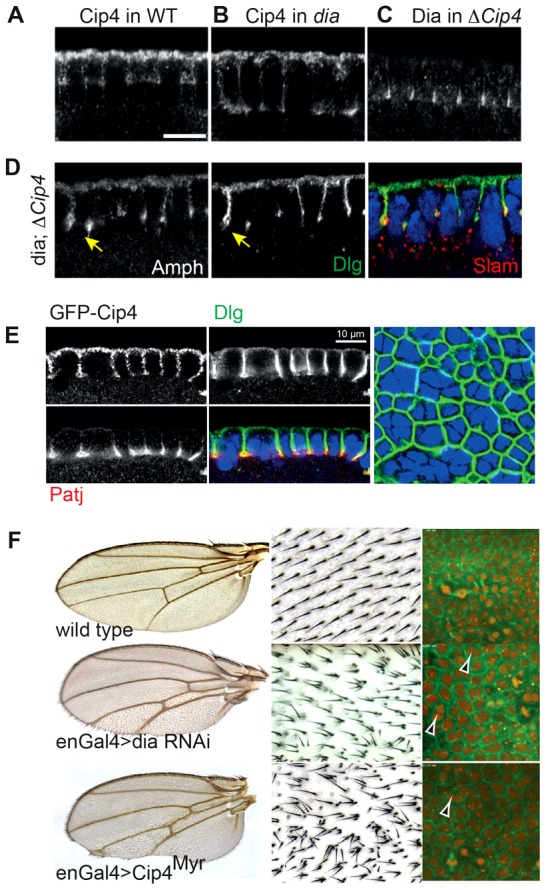 Fig. 4.