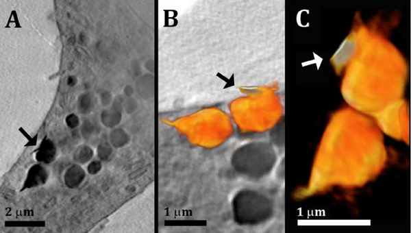 Figure 2: