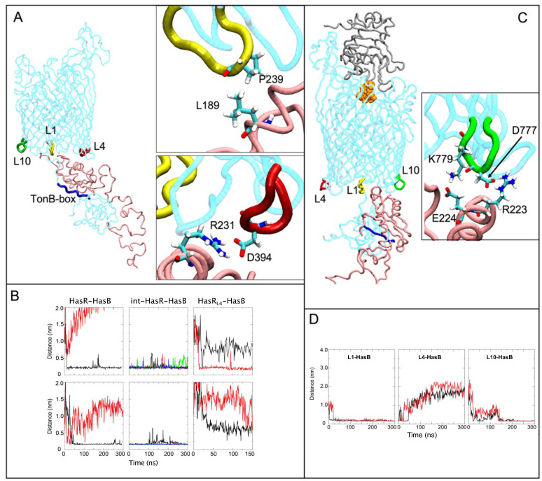 Structural depiction of HasR and HasB with regions L1, L4, L10, and TonB-box highlighted. Graphs depict distance changes between HasR and HasB over time. Zoom-in of specific residue interactions. Distance plots among L1, L4, L10, and HasB over time.