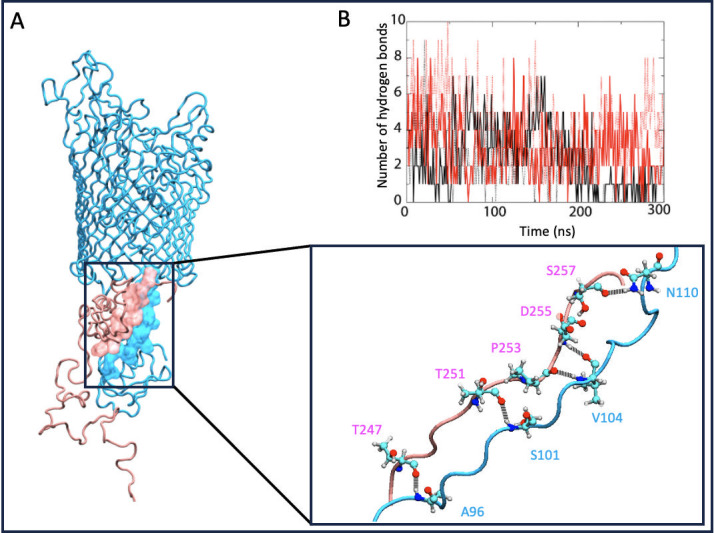 Structural representation of HasB interacting with HasR, with a zoom- in depicting specific amino acids involved in interaction. Graph displays number of hydrogen bonds between HasB and HasR over 300 ns, with fluctuations throughout simulation.