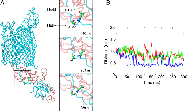 Molecular dynamics simulation depicts interaction between HasB and HasR, with close-ups of the R169-D100 interaction at 90, 203, and 250 nanoseconds. Graph tracking distance between these residues over time.