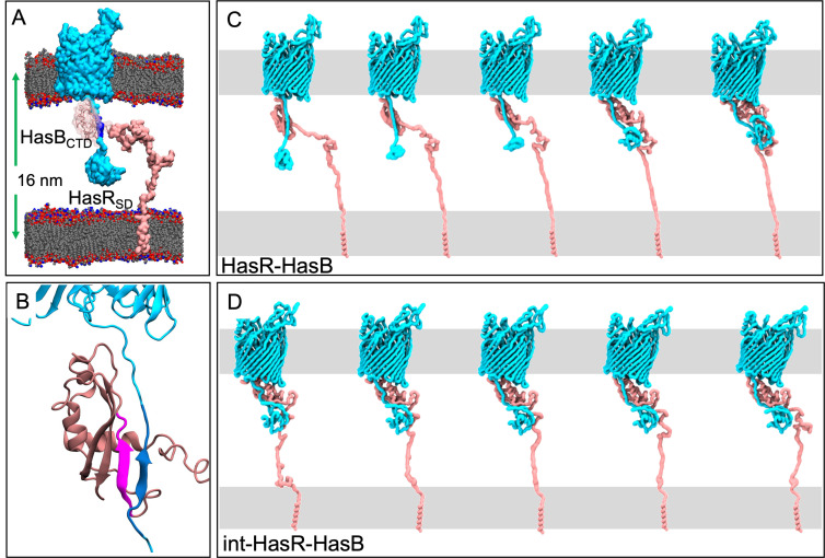 Full model depicts HasB bound to HasR with distance of 16 nm across membrane. Zoom-in structure of HasB-HasR interface. Sequential binding stages of HasR-HasB. Intermediate stages of HasR-HasB binding interaction.