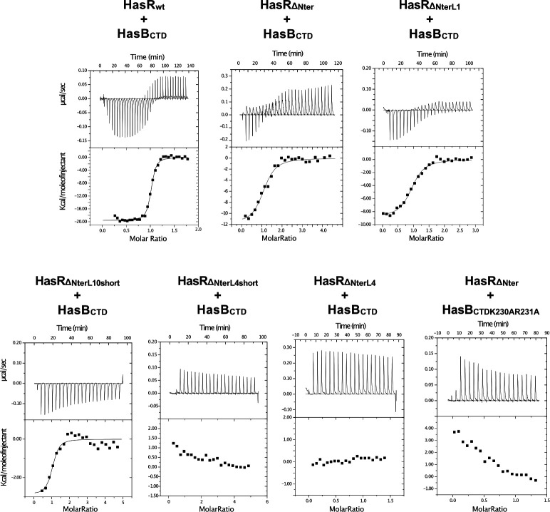 Isothermal titration calorimetry curves depicts two plots: heat change vs. time and integrated binding isotherm vs. molar ratio for different HasR-HasB interactions, indicating binding thermodynamics across various mutants.