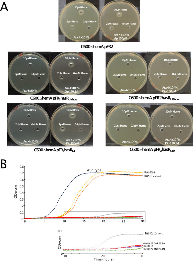 Agar plates depict growth of different bacterial strains supplemented with varying concentrations of heme. Growth curves of wild type and mutant strains, comparing the optical density over time, indicating growth differences between strains.