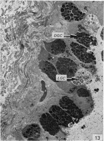 Fig. 13