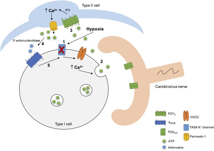 FIGURE 3