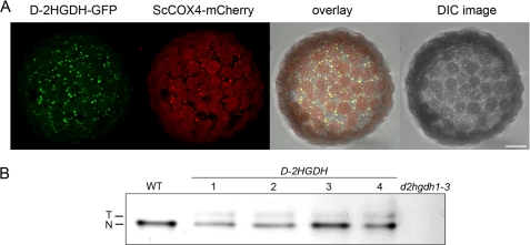 FIGURE 4.