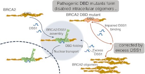 Graphical Abstract