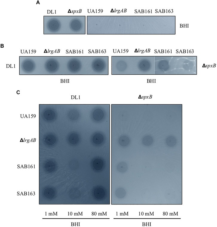 FIGURE 5